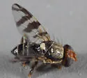 Western Cherry Fruit Fly - photo 4