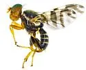 Western Cherry Fruit Fly - photo 5