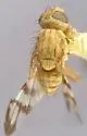 Rhagoletis juglandis
