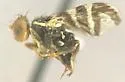 Rhagoletis juniperina - photo 2