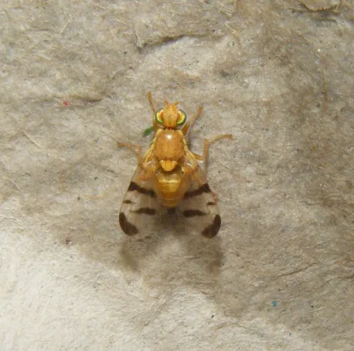 Rhagoletis meigenii
