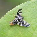 Blueberry Fruit Fly - Rhagoletis mendax