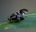 Apple Maggot Fly - Rhagoletis pomonella