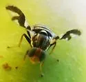 Apple Maggot Fly - photo 2