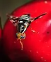 Apple Maggot Fly - photo 3