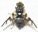 Apple Maggot Fly - photo 4