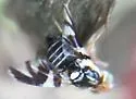 Apple Maggot Fly - photo 5
