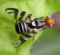 Rhagoletis striatella