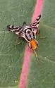 Rhagoletis striatella - photo 2