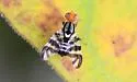 Rhagoletis striatella - photo 3
