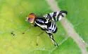 Rhagoletis striatella - photo 4