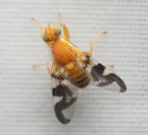 Walnut Husk Maggot