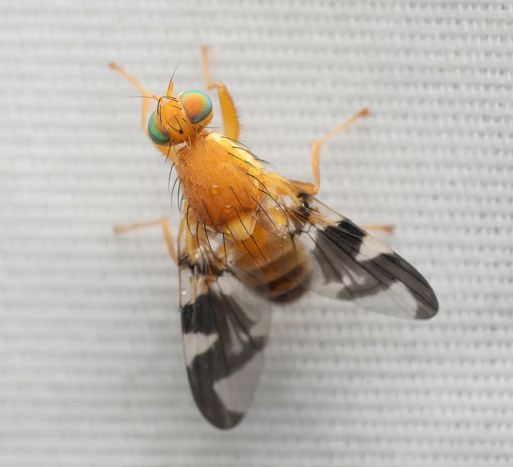 Walnut Husk Maggot - photo 2