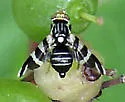 Rhagoletis tabellaria