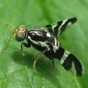 Rhagoletis tabellaria - photo 4