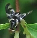 Rhagoletis zephyria