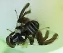 Rhagoletis zephyria - photo 2
