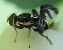Rhagoletis zephyria - photo 3