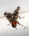 Rhagoletotrypeta rohweri