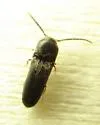 Rhagomicrus bonvouloiri