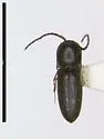 Rhagomicrus bonvouloiri - photo 2