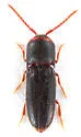 Rhagomicrus humeralis