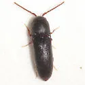 Rhagomicrus humeralis - photo 2