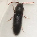 Rhagomicrus humeralis - photo 3