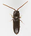 Rhagomicrus humeralis - photo 4