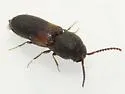 Rhagomicrus humeralis - photo 5