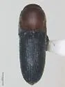 Rhagomicrus thoracicus - Rhagomicrus thoracicus