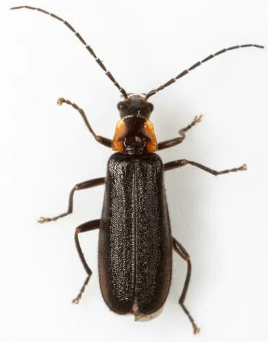 Rhagonycha angulata