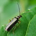 Rhagonycha campestris