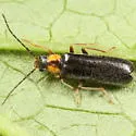 Rhagonycha cartwrighti