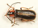 Rhagonycha coloradensis