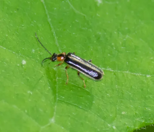 Rhagonycha cruralis