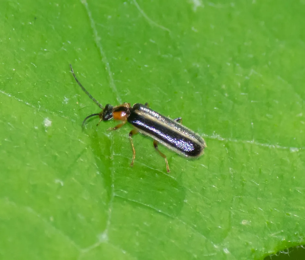 Rhagonycha cruralis - photo 2