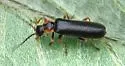 Rhagonycha dichroa