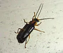 Rhagonycha dichroa - photo 2