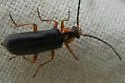 Rhagonycha dichroa - photo 3