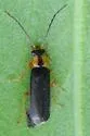 Rhagonycha dichroa - photo 4