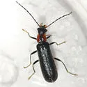 Rhagonycha excavata