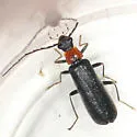 Rhagonycha excavata - photo 2