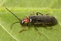 Rhagonycha excavata - photo 3