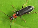 Rhagonycha excavata - photo 4