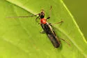Rhagonycha excavata - photo 5
