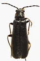 Rhagonycha fraxini - photo 2