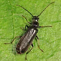 Rhagonycha fraxini - photo 3