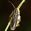 Rhagonycha fraxini - photo 4