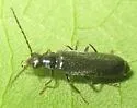 Rhagonycha fraxini - photo 5